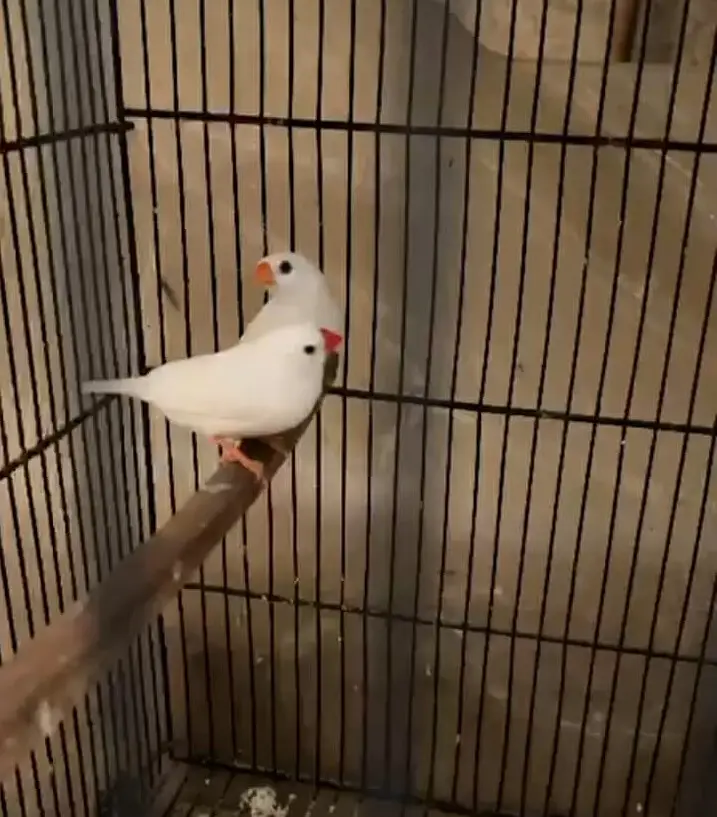 SNOW WHITE FINCHES FOR SALE — photo 4