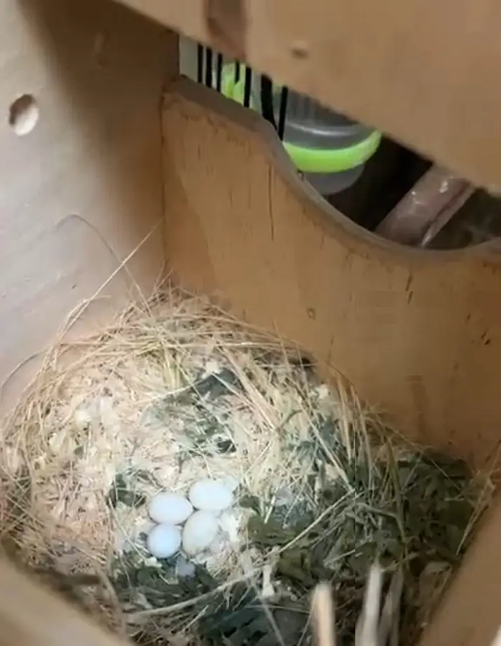 SNOW WHITE FINCHES FOR SALE — photo 5