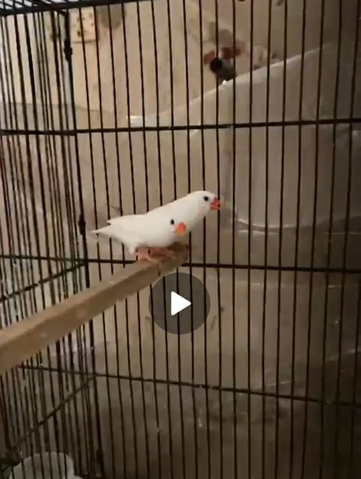 SNOW WHITE FINCHES FOR SALE — photo 6