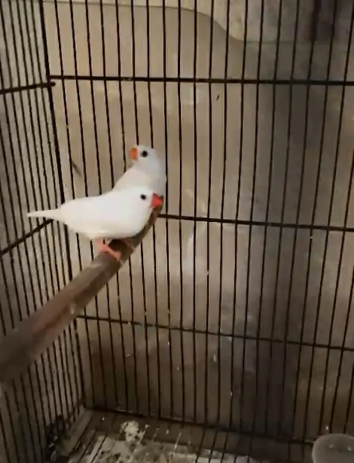 SNOW WHITE FINCHES FOR SALE — photo 7