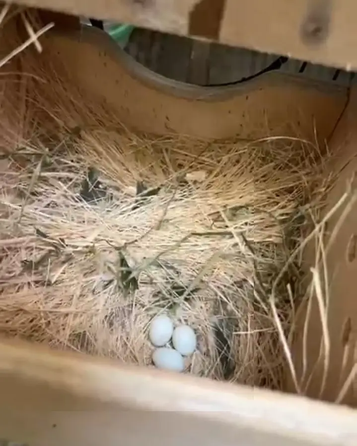 SNOW WHITE FINCHES FOR SALE — photo 8
