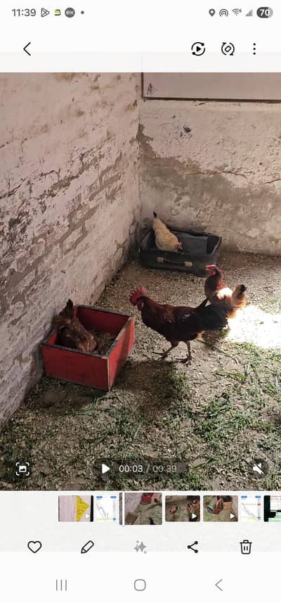 young and fresh home egg lying hens