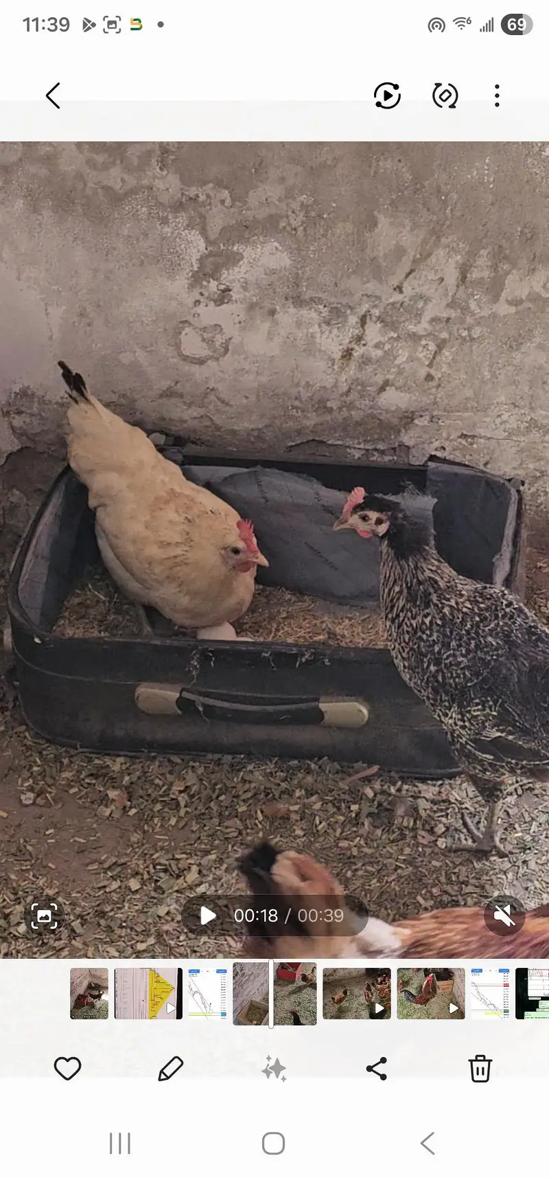 young and fresh home egg lying hens — photo 2