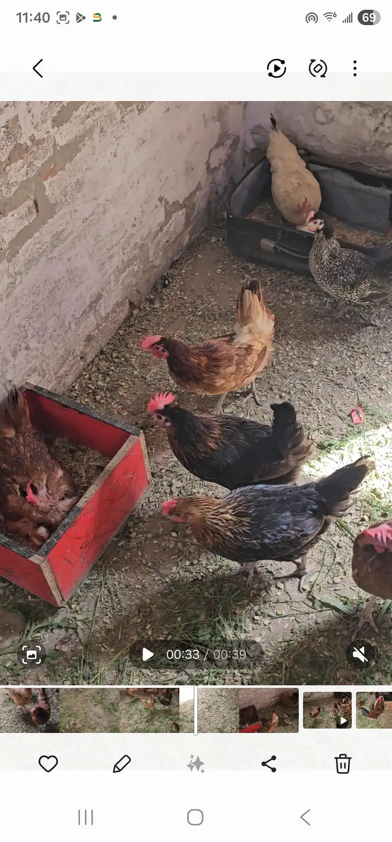 young and fresh home egg lying hens — photo 3