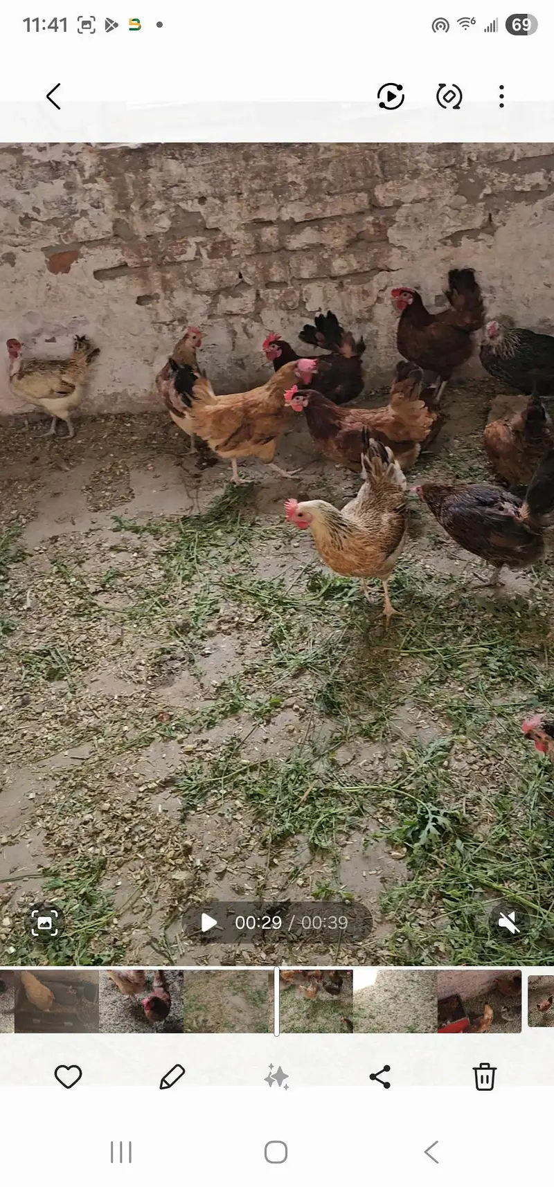 young and fresh home egg lying hens — photo 4