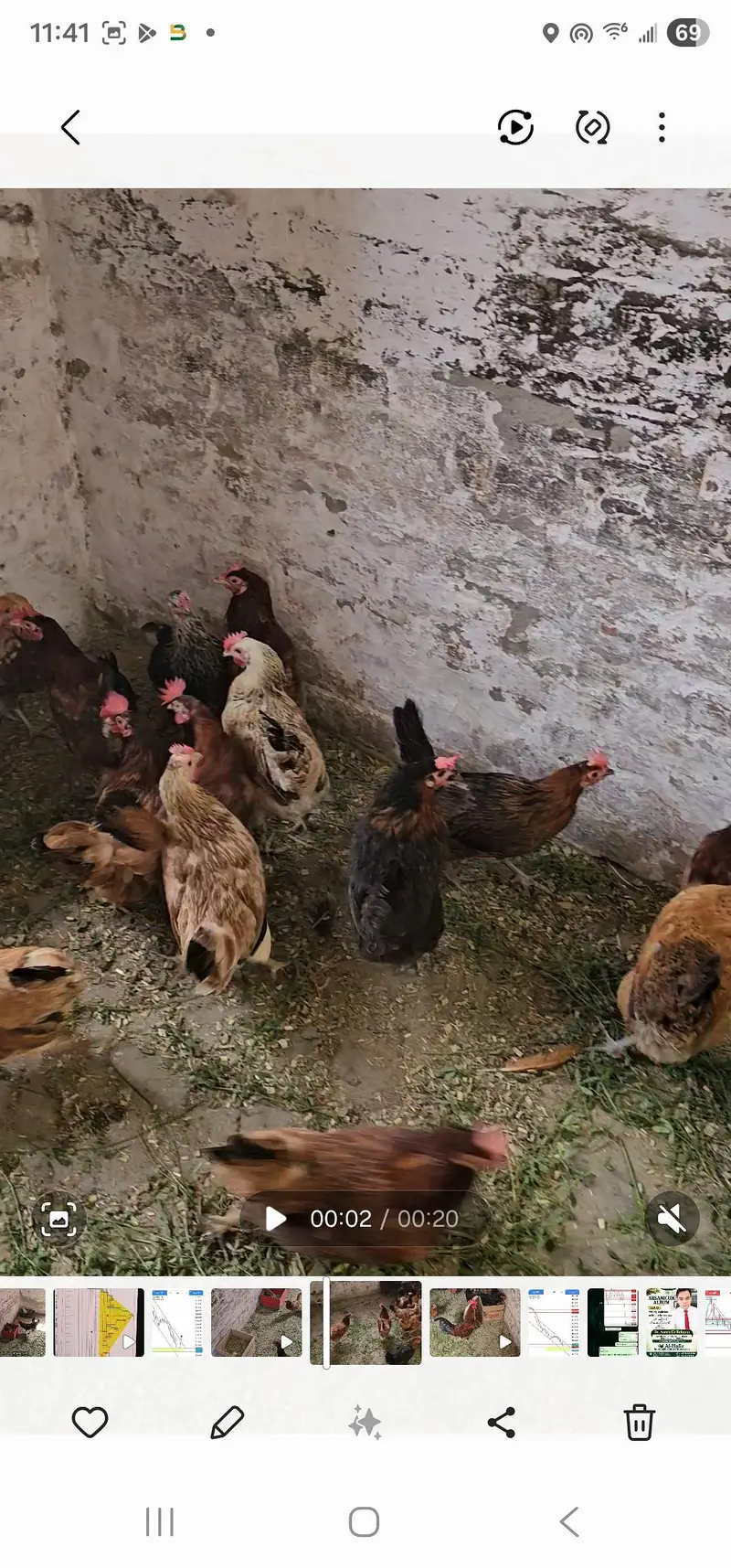 young and fresh home egg lying hens — photo 5