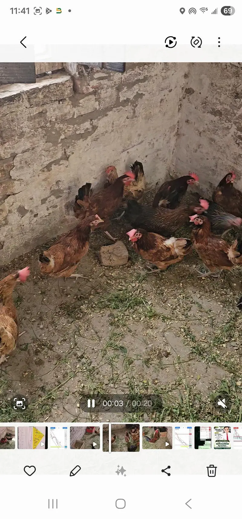 young and fresh home egg lying hens — photo 6