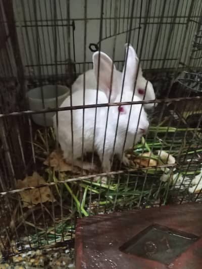 Rabbit red eye pair