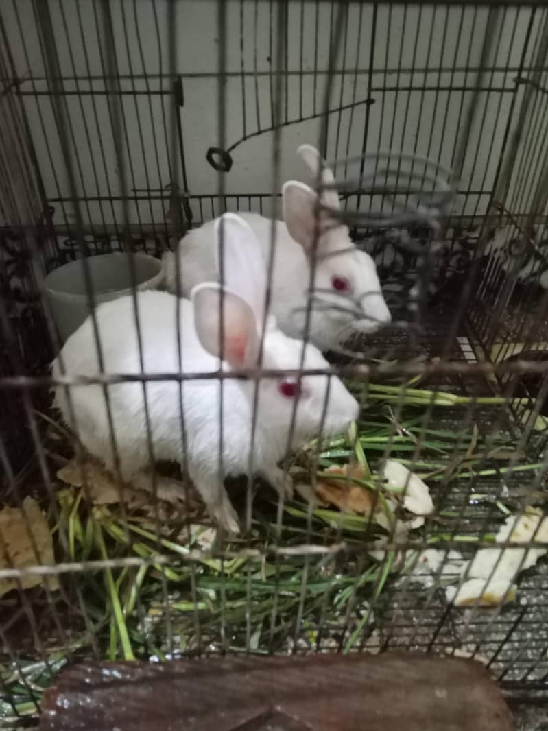 Rabbit red eye pair 1