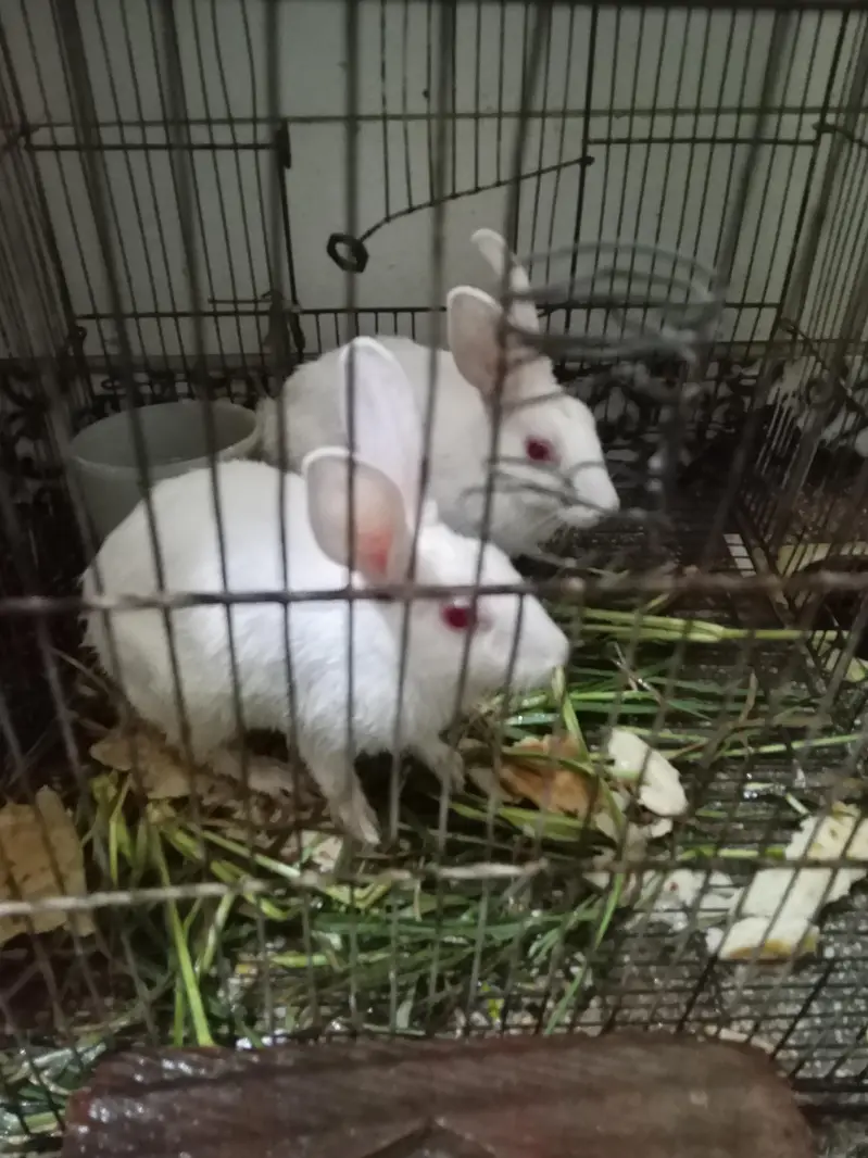 Rabbit red eye pair — photo 2