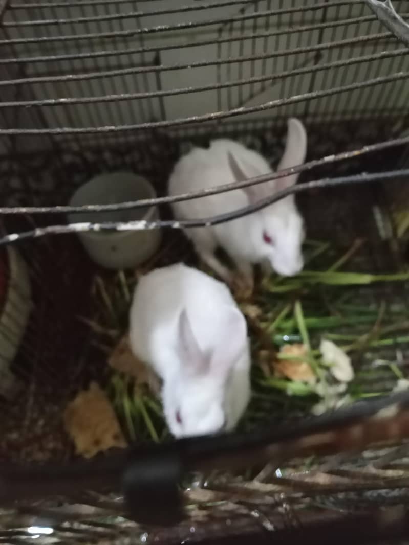 Rabbit red eye pair 2