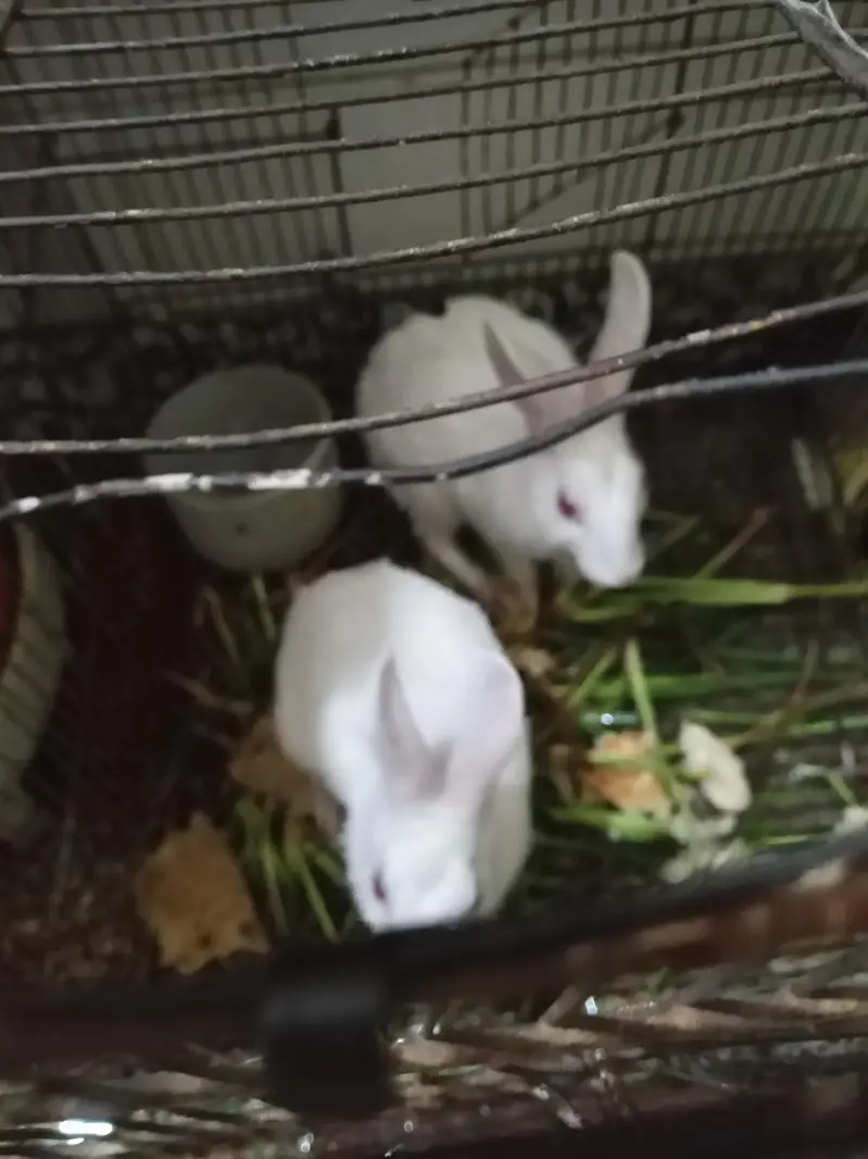 Rabbit red eye pair — photo 3