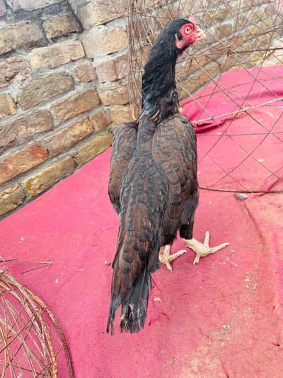 Miawali Rampuri  Aseel Hen