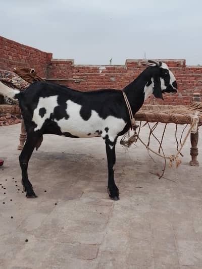 gaban bakri for sale. 0/3/1/6/6/8/3/2/8/4/2