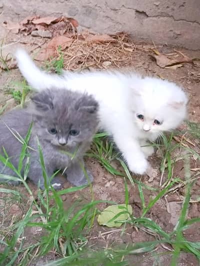 Triple coat Persian kittens pair for sale cargo service available