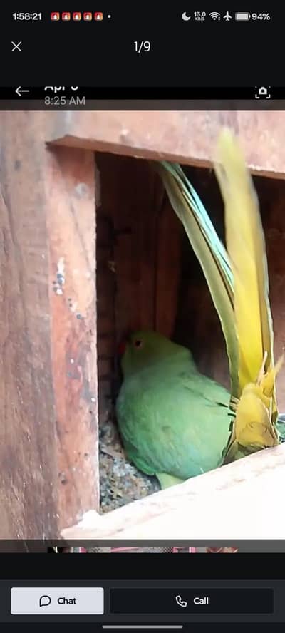 GREEN PARROTS