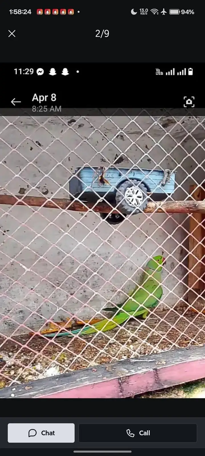GREEN PARROTS — photo 2
