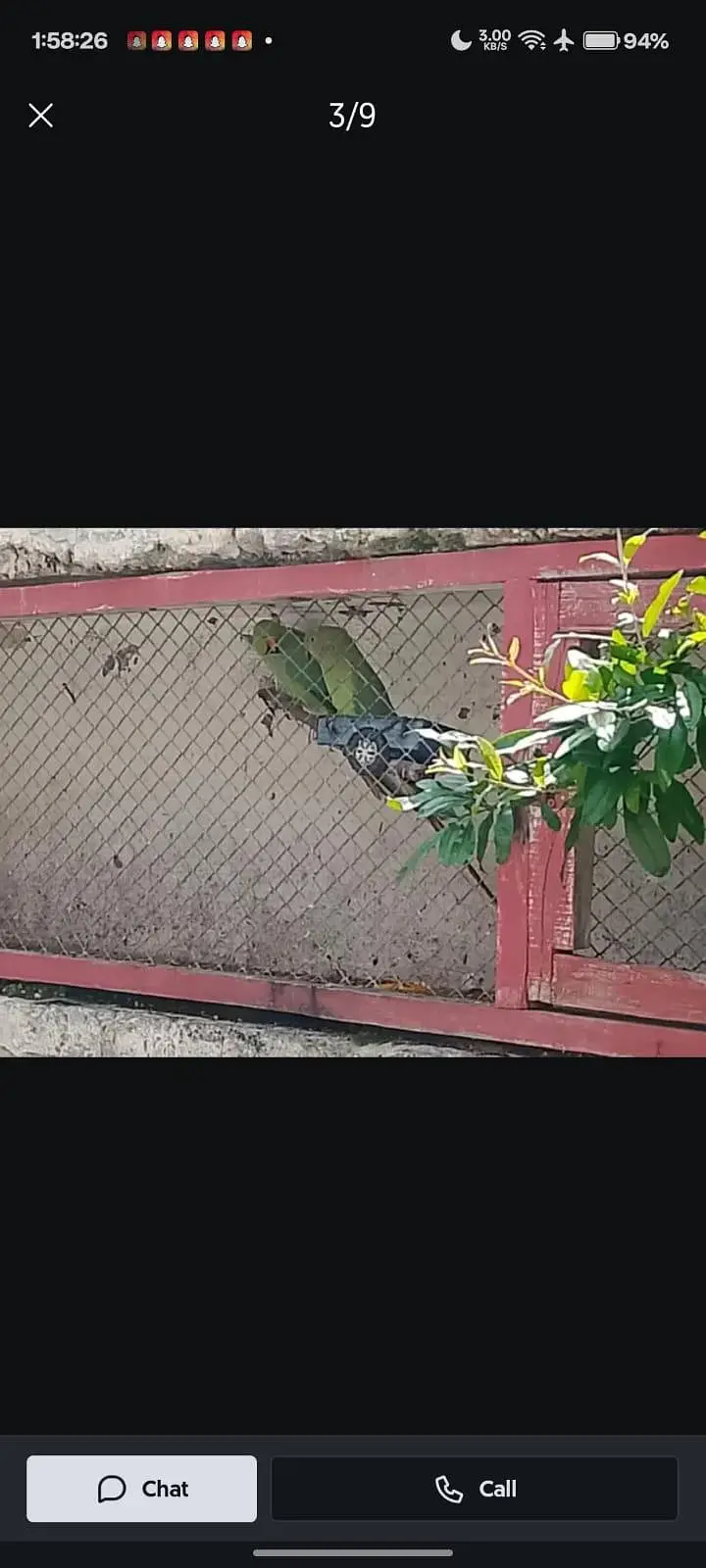 GREEN PARROTS — photo 3