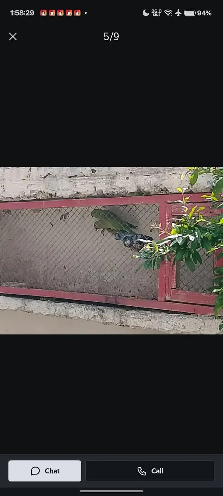 GREEN PARROTS — photo 4