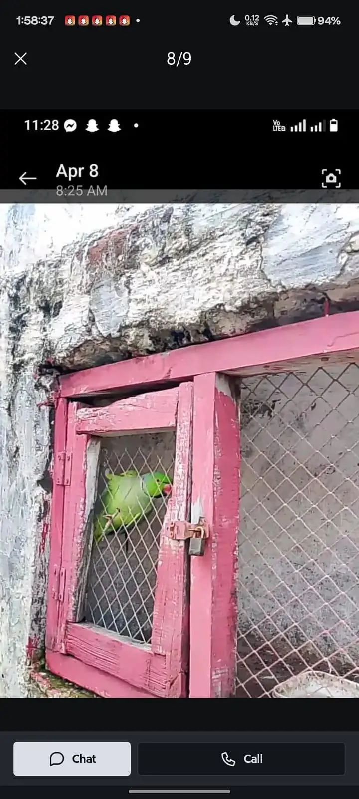 GREEN PARROTS — photo 5