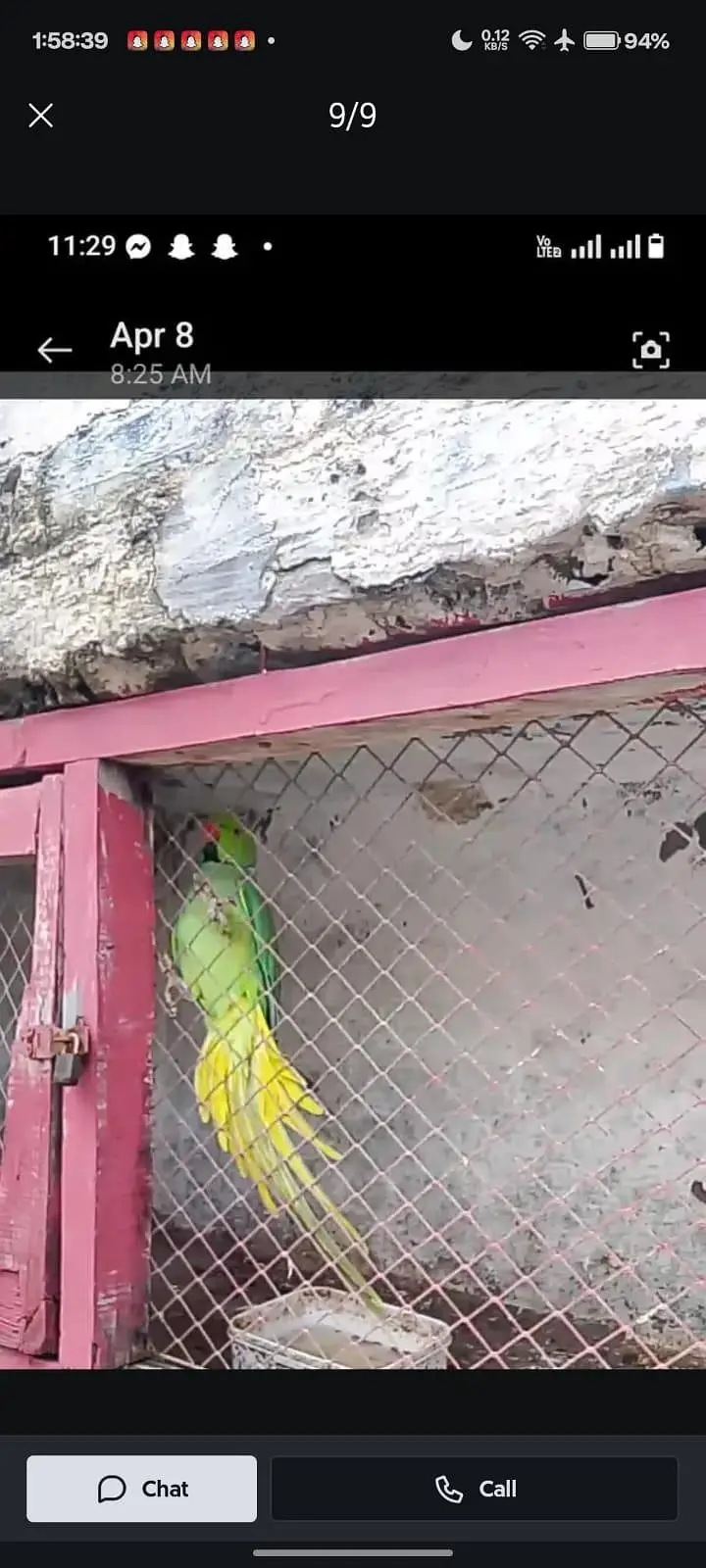 GREEN PARROTS — photo 6