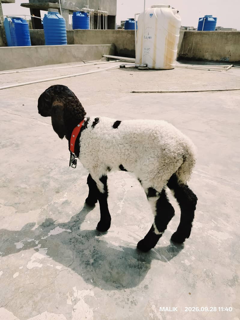 KHARA DUMBA 3