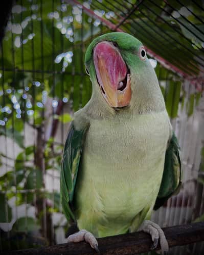 Healthy Female Alexandrine Pahari Parrot / Gujra Tota