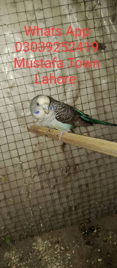 Breeder blue Black Wing female split black face