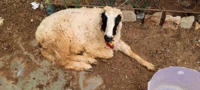 Sheep kharaa