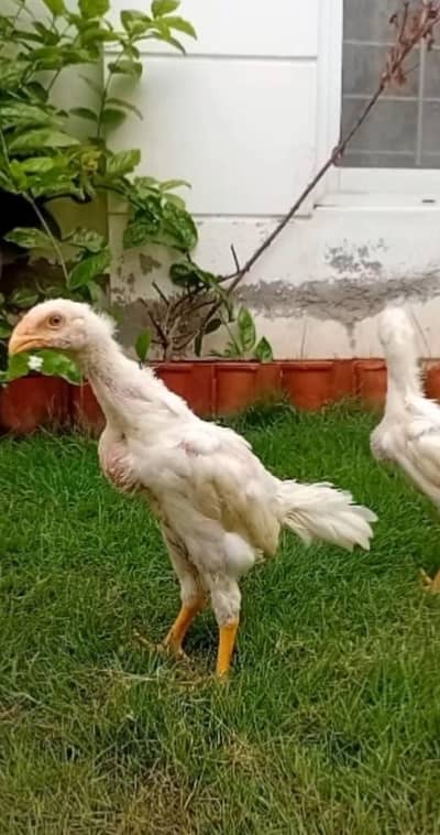 White Shamo Pair Available | Aseel Shamo | Long Height Aseel Shamo