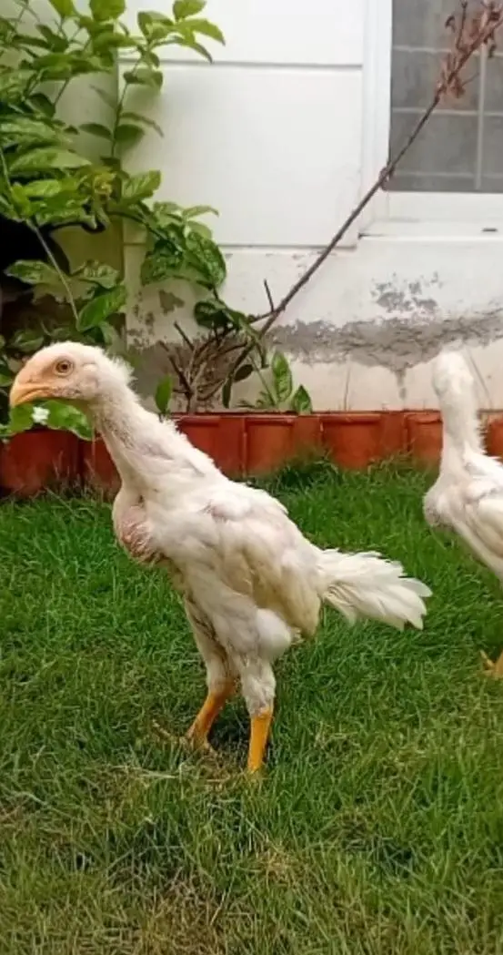 White Shamo Male Available | Aseel Shamo | Long Height Aseel Shamo — photo 2