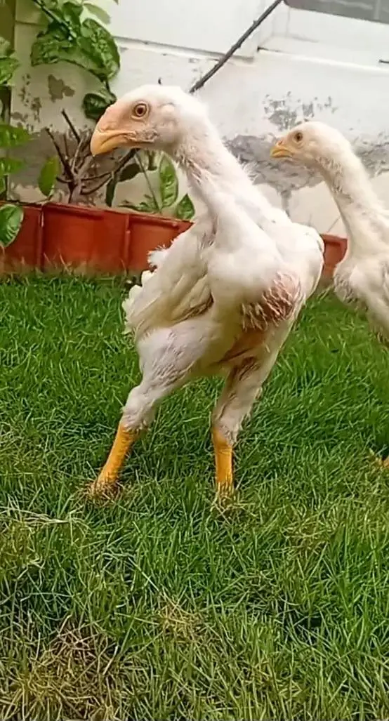 White Shamo Male Available | Aseel Shamo | Long Height Aseel Shamo — photo 3