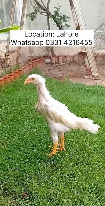 White Shamo Male Available | Aseel Shamo | Long Height Aseel Shamo