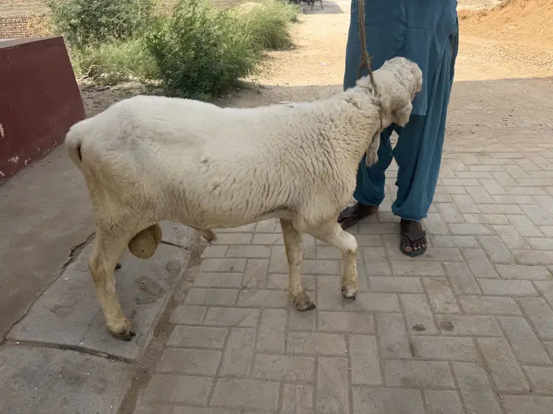 2 dhumba 1 ki age 9 mahine hai aik ki age 6 months hai — photo 2