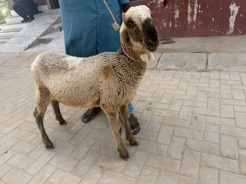 2 dhumba 1 ki age 9 mahine hai aik ki age 6 months hai — photo 3