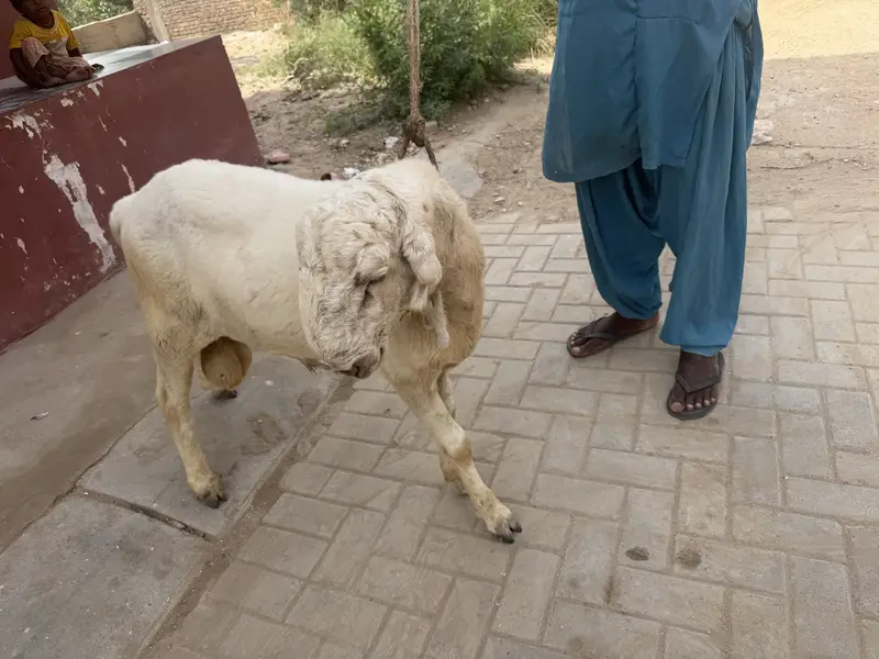 2 dhumba 1 ki age 9 mahine hai aik ki age 6 months hai — photo 4