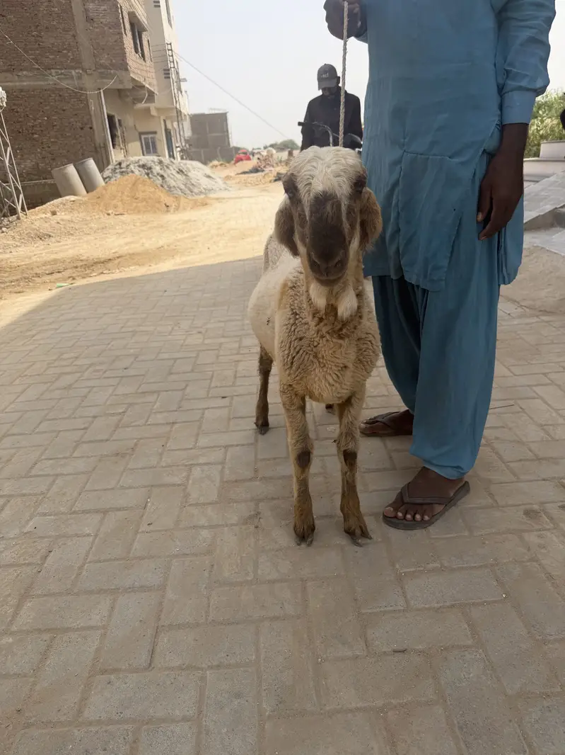 2 dhumba 1 ki age 9 mahine hai aik ki age 6 months hai — photo 6