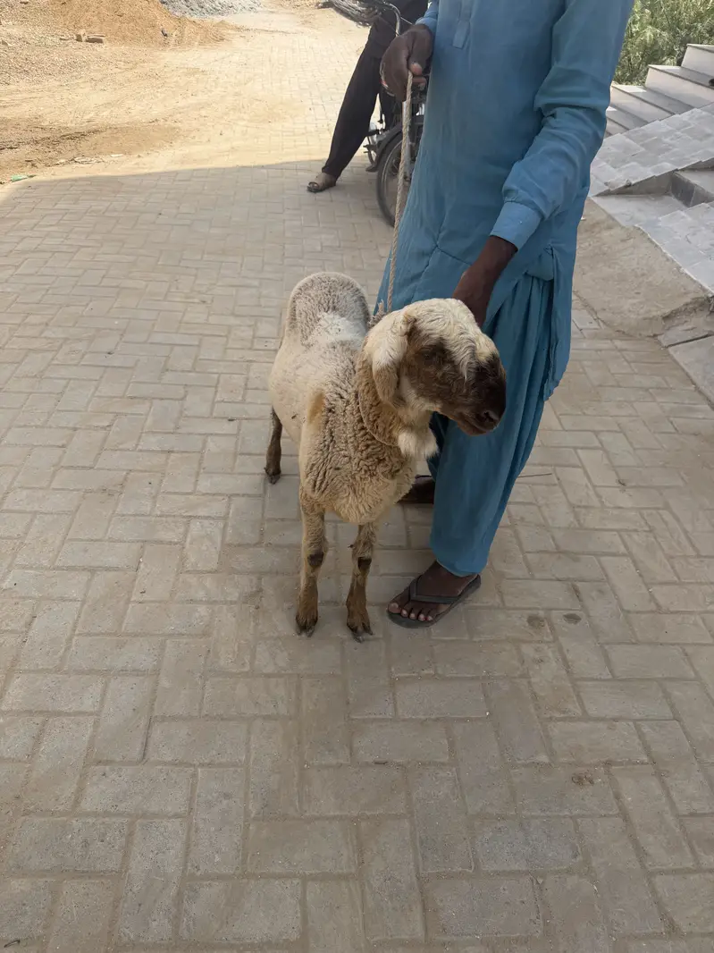 2 dhumba 1 ki age 9 mahine hai aik ki age 6 months hai — photo 7