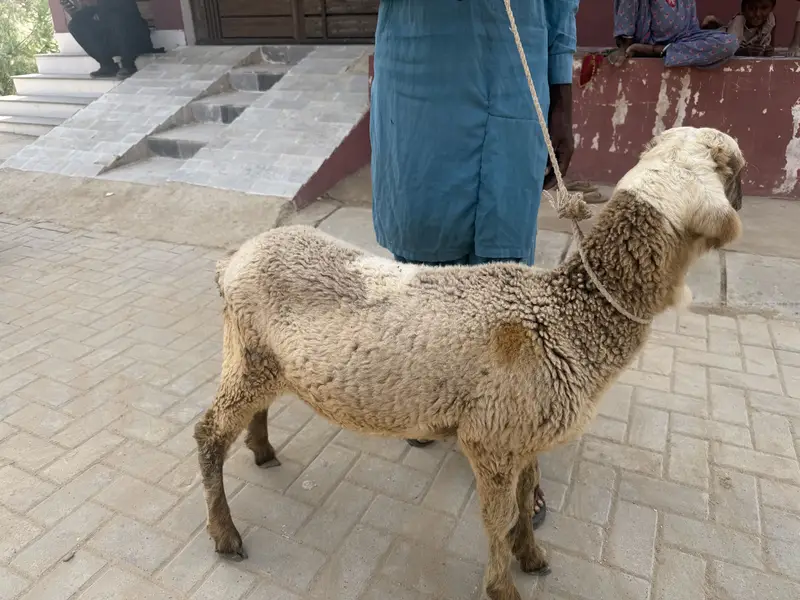 2 dhumba 1 ki age 9 mahine hai aik ki age 6 months hai — photo 11