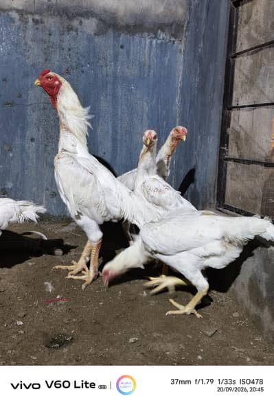 White Shamo/ Dragon/Aseel & White Heavy Cochin Chicks Available