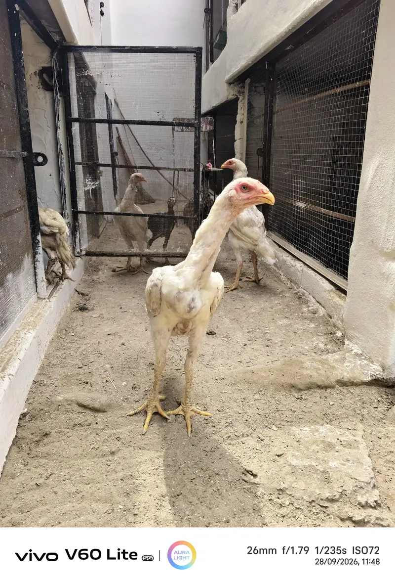White Shamo/ Dragon/Aseel & White Heavy Cochin Chicks Available — photo 2