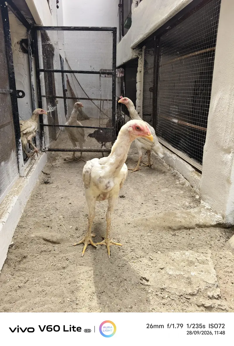 White Shamo/ Dragon/Aseel & White Heavy Cochin Chicks Available — photo 3