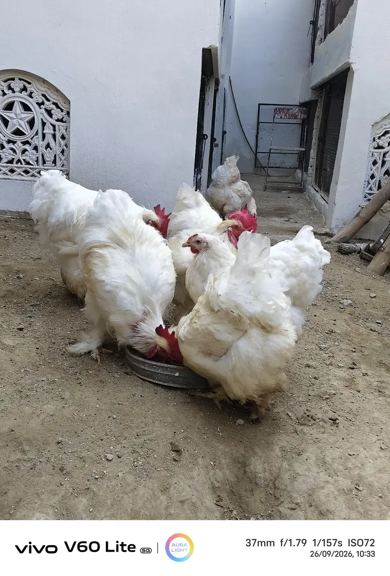 White Shamo/ Dragon/Aseel & White Heavy Cochin Chicks Available — photo 6