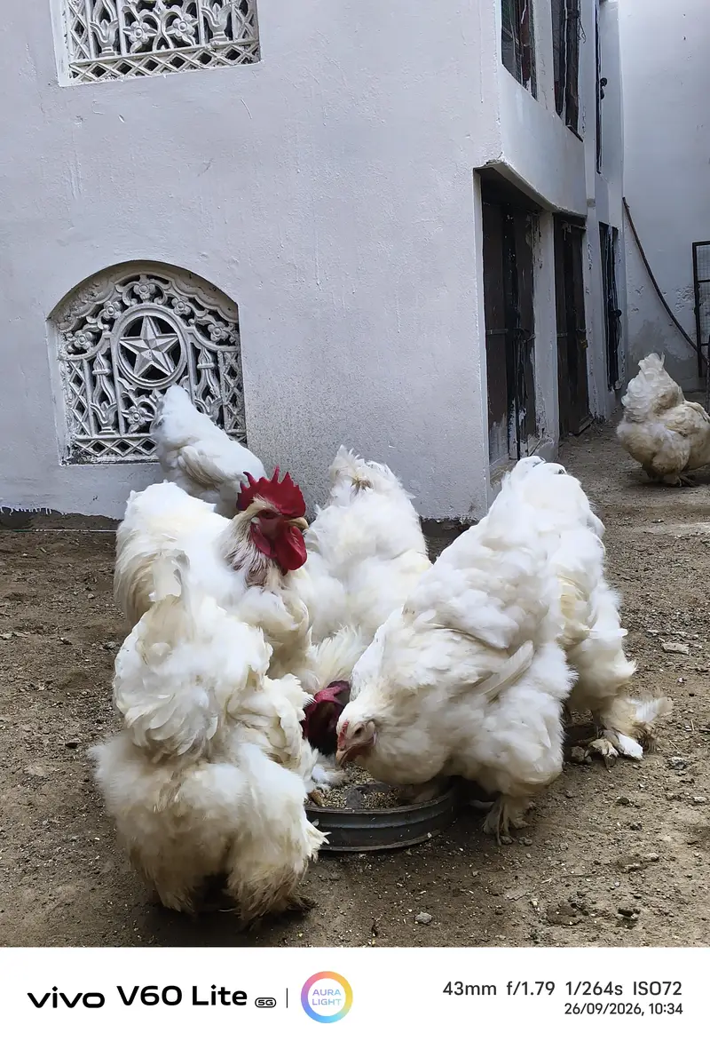 White Shamo/ Dragon/Aseel & White Heavy Cochin Chicks Available — photo 7