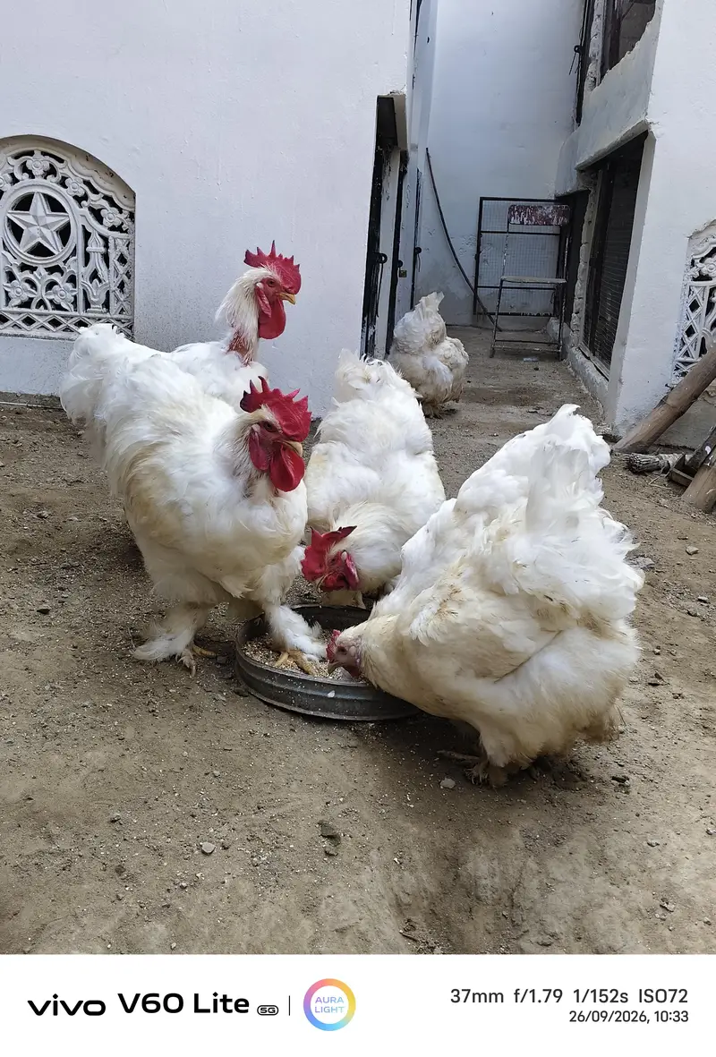 White Shamo/ Dragon/Aseel & White Heavy Cochin Chicks Available — photo 8