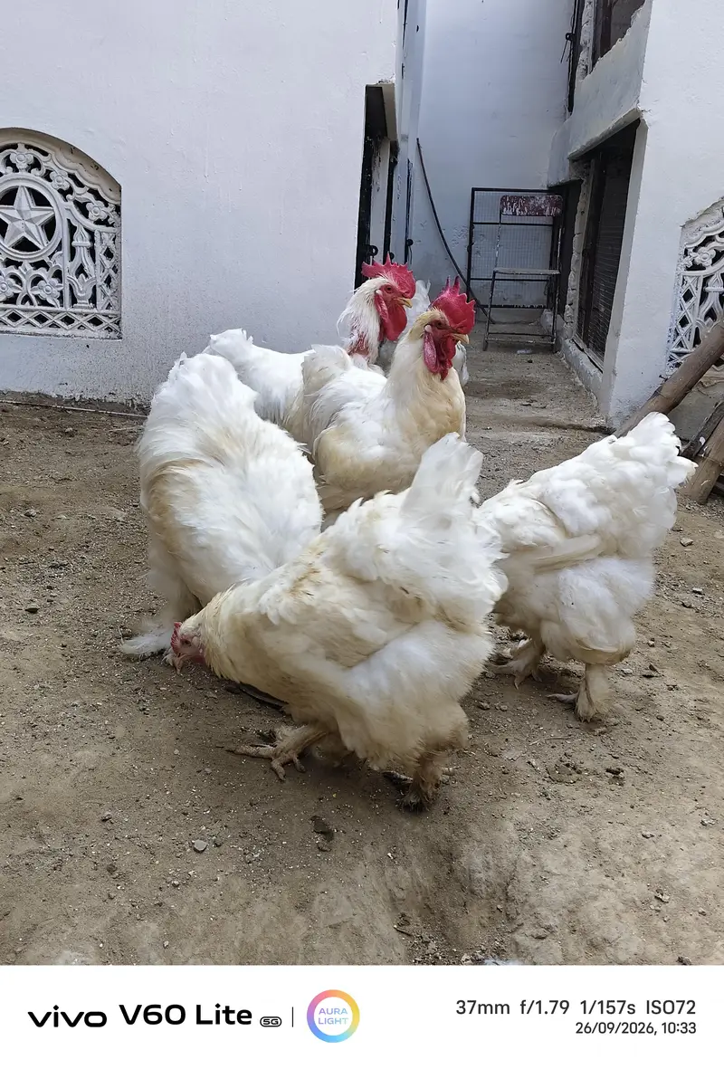 White Shamo/ Dragon/Aseel & White Heavy Cochin Chicks Available — photo 9