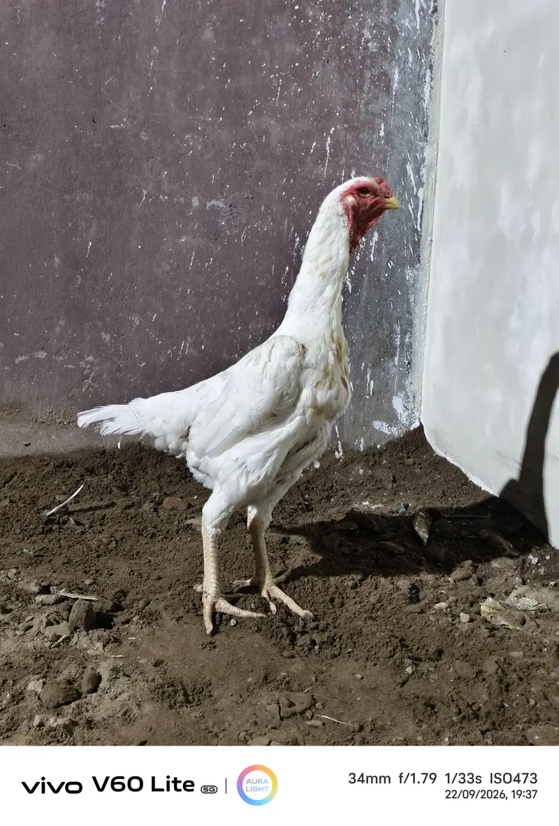 White Shamo/ Dragon/Aseel & White Heavy Cochin Chicks Available — photo 10