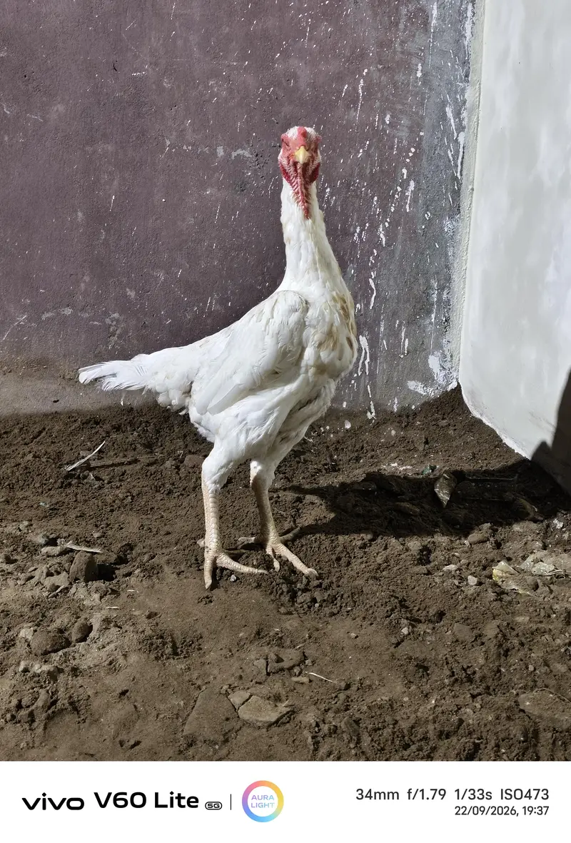 White Shamo/ Dragon/Aseel & White Heavy Cochin Chicks Available — photo 11
