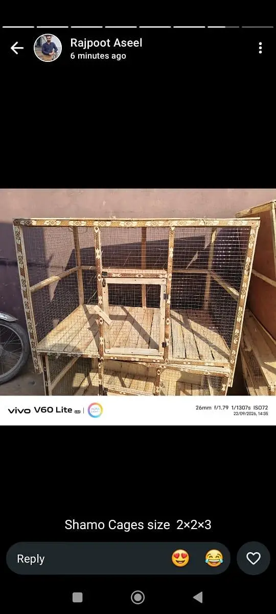 White Shamo/ Dragon/Aseel & White Heavy Cochin Chicks Available — photo 12
