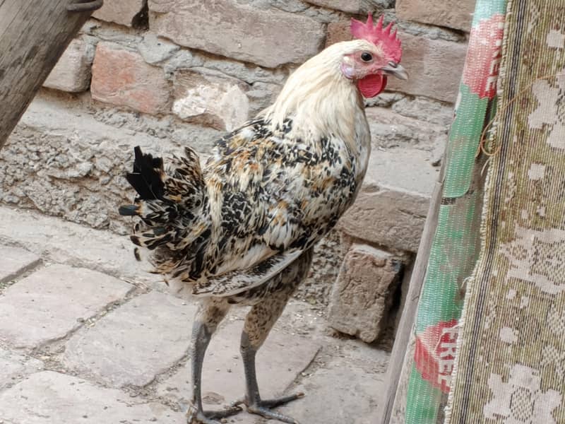 Desi murga 0